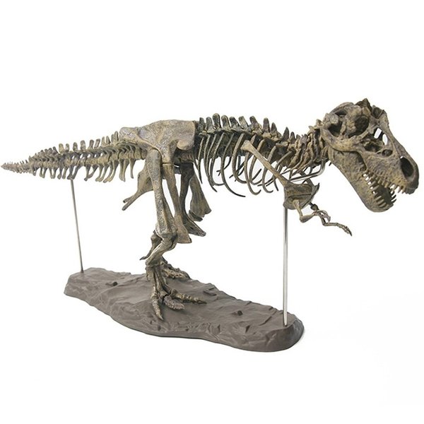 楽天市場】大恐竜化石頭蓋骨動物☆4D恐竜化石標本 70CMモデルの
