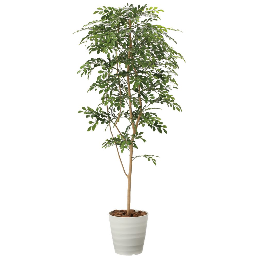 ミヅシマ工業 アートグリーン 光触媒人工植物 フロアトリネコ1.8 品番392-0603【受注生産品】【代引・後払い不可】【工事現場への配送不可】|Yamato Market Creation