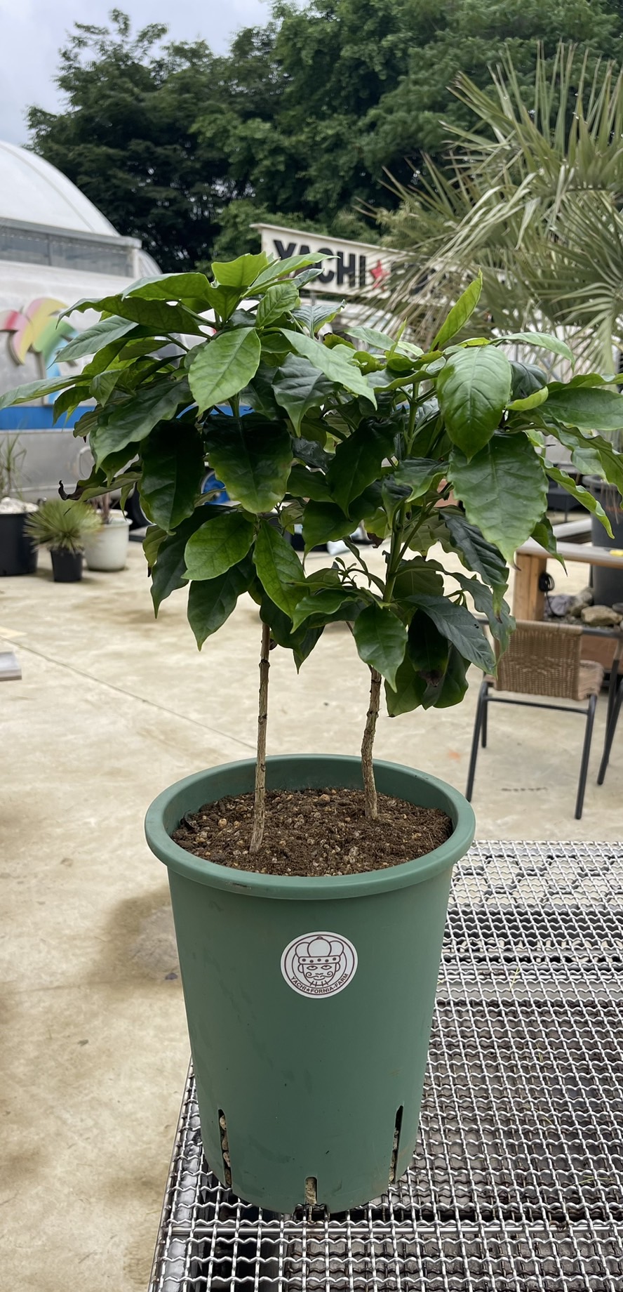 楽天市場】コーヒー苗 ゲイシャ種（小） 国産コーヒー苗木国産コーヒー