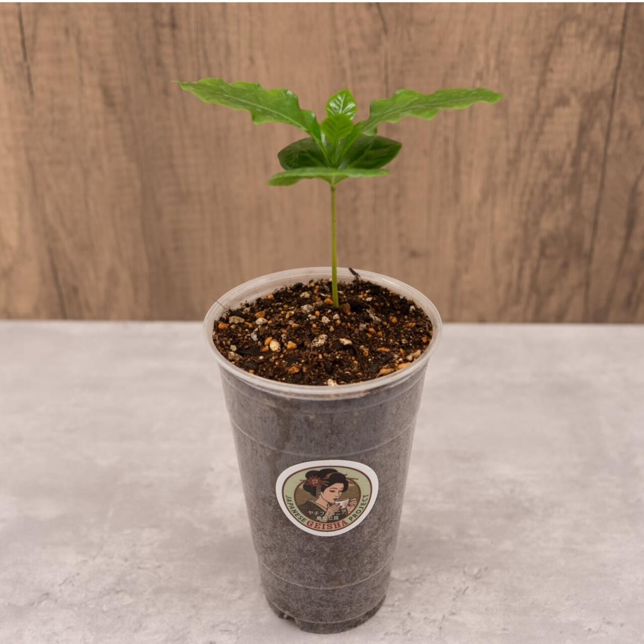 楽天市場】コーヒー苗 ゲイシャ種（小） 国産コーヒー苗木国産コーヒー