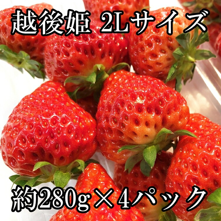 楽天市場 越後姫 いちご 苺 新潟産ブランドいちご 大粒 2lサイズ 約280グラム 4パック 送料無料 矢作屋