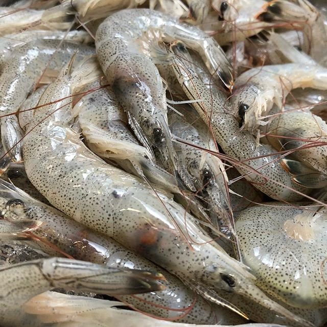 楽天市場 芝えび 熊本県産150尾前後 1ｋｇ 芝エビ エビ えび 海老 しばえび シバエビ しばエビ シバえび しば海老 シバ海老 築地丸中