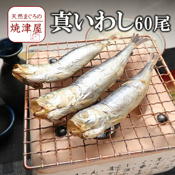 真いわし丸干し 鰯 2kg 約60尾 業務用 送料無料 北海道 沖縄へは700円加算秋の味覚 海の幸 グルメ 魚介類 勤労感謝の日 プレゼント 海鮮 ギフト おつまみ お取り寄せ 酒の肴 高い素材