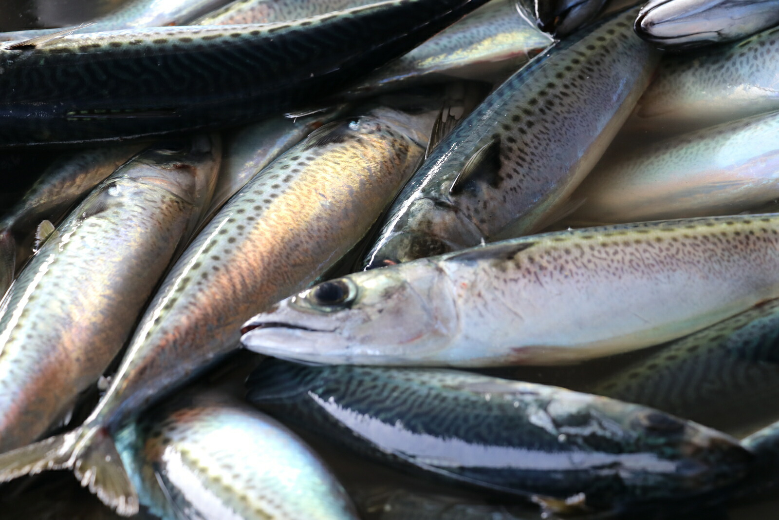 市場 大トロさば 200g〜300g 肉厚 さばのひもの 脂たっぷり 鯖 特大 が2枚 さばのひらき 大型サイズ ごはんのお供 サバの天日干し