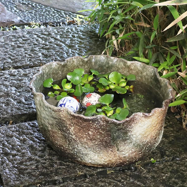 楽天市場】【38時間限定15%OFFクーポン配布中】14号変形手ひねり水鉢