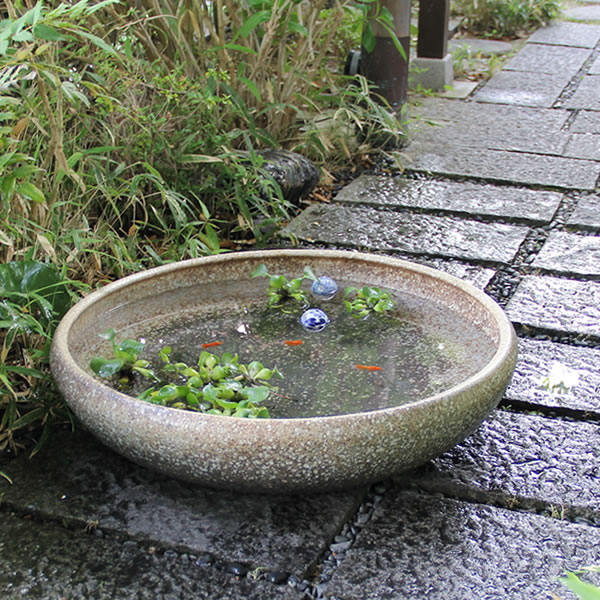 楽天市場】睡蓮鉢 大型 メダカ鉢 金魚鉢 陶器 メダカ ビオトープ めだか鉢 水鉢 信楽焼 ハス鉢 水連鉢 手水鉢 水槽 おしゃれ 20号黒ハケメ  su-0189 : まるいち本店