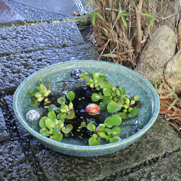 楽天市場】【ポイント10倍】スイレン鉢 大型 陶器水鉢 信楽焼 水鉢 鉢