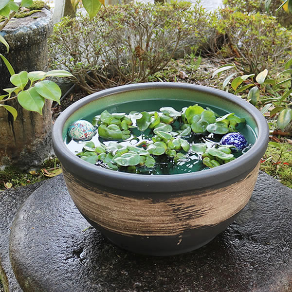 楽天市場】20号白流し水鉢 信楽焼すいれん鉢 メダカ鉢、 金魚鉢にも