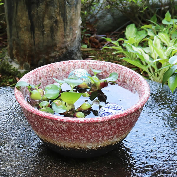 睡蓮鉢、信楽焼、引取り限定 信楽焼 睡蓮鉢 メダカ鉢めだか鉢 陶器 水鉢 ビオトープ 金魚鉢 信楽焼