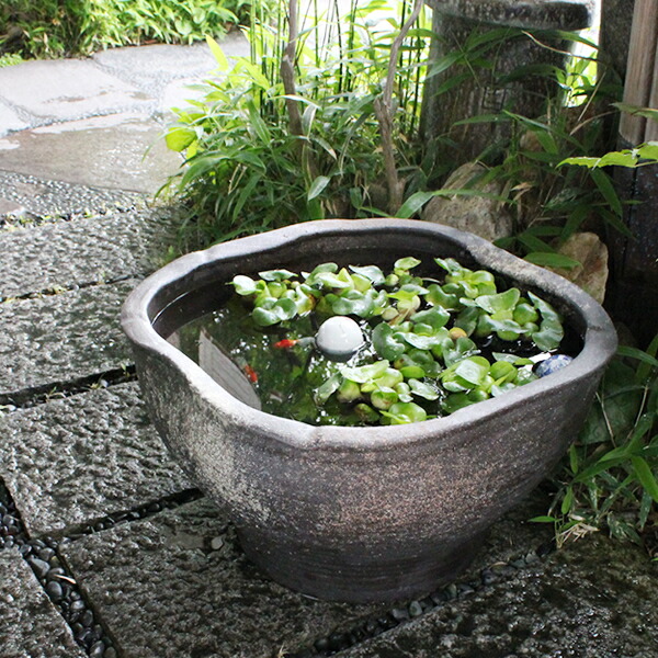 楽天市場】【ブラックフライデー限定15%OFFクーポン配布中】スイレン鉢