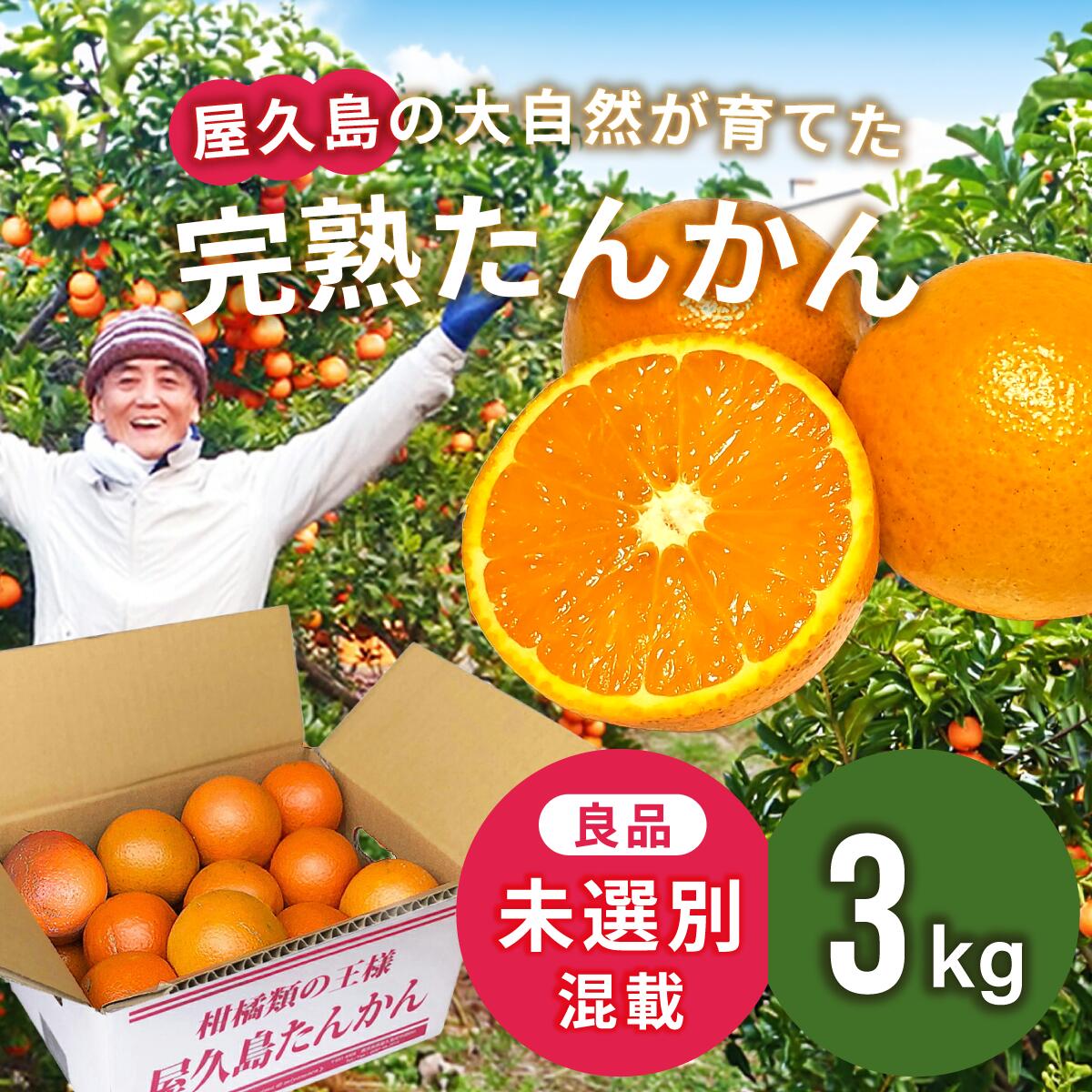 楽天市場】屋久島 たんかん タンカン 5キロ 良品 未選別 混載 5.5~9cm