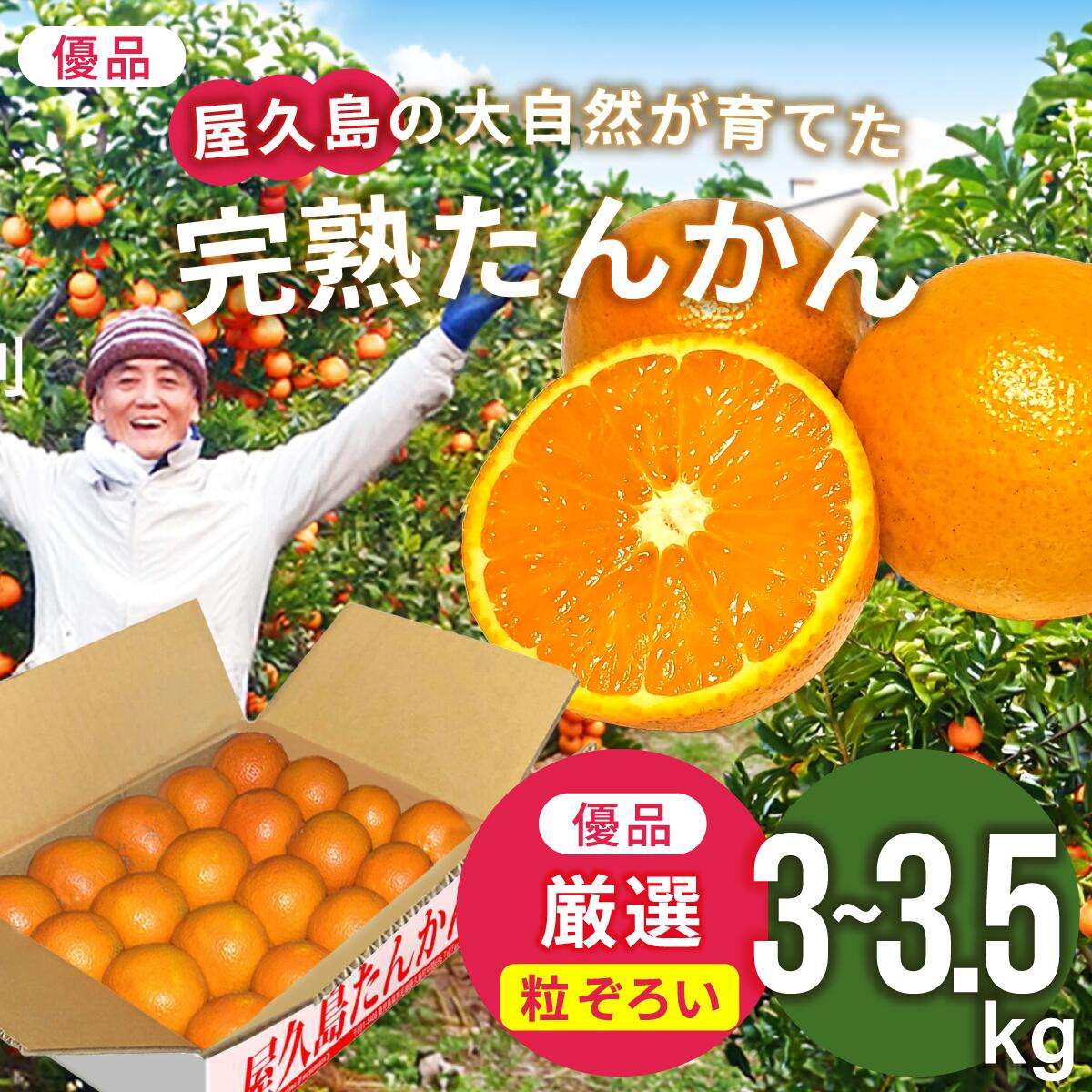 楽天市場】屋久島 たんかん タンカン 5キロ 良品 未選別 混載 5.5~9cm