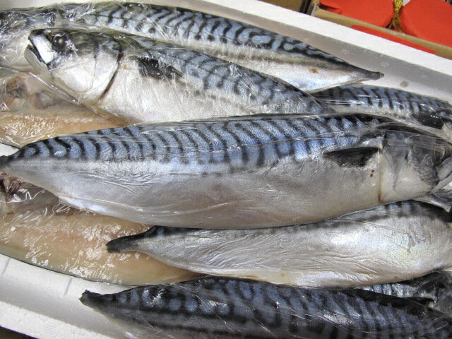 【楽天市場】大人気☆干物シリーズ:ノルウェー産サバ文化干12入:魚河岸 やまもと