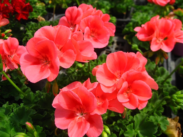 楽天市場 暑さに強い 濃いピンクのゼラニウム ピーチ 10 5センチポット苗 元気な苗 やまびこ園芸