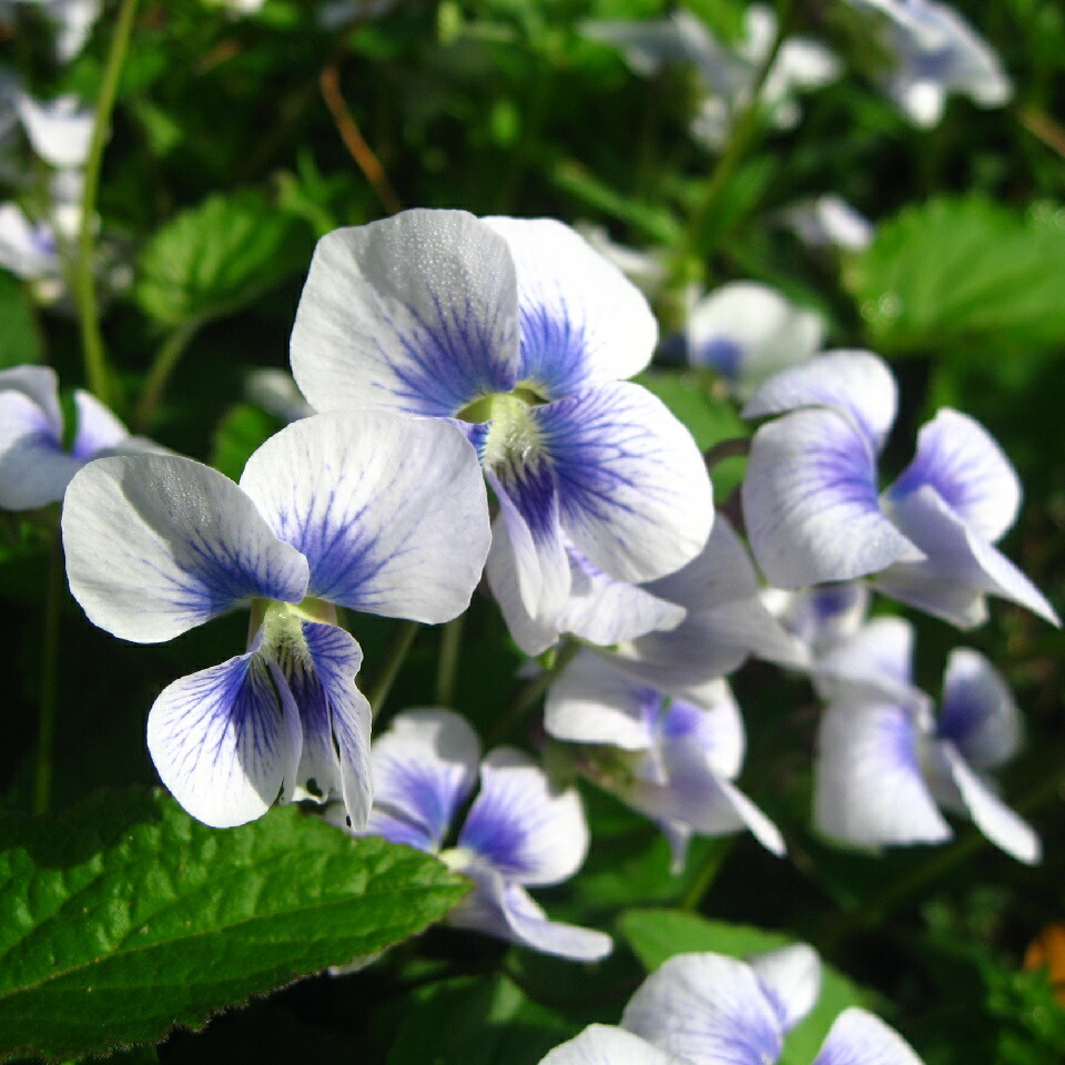 柑橘系の香りがサイコー でーーーっかい ハーブボール 18個 柑橘系の