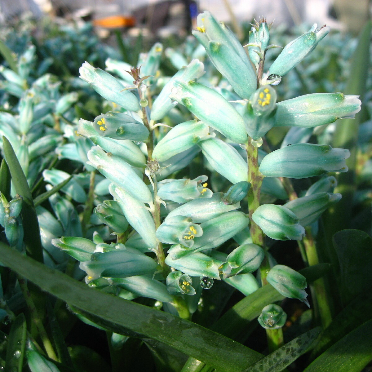 レア✨韓国苗 アドロミクスクス フィリカウリスレッドスポット 抜き苗