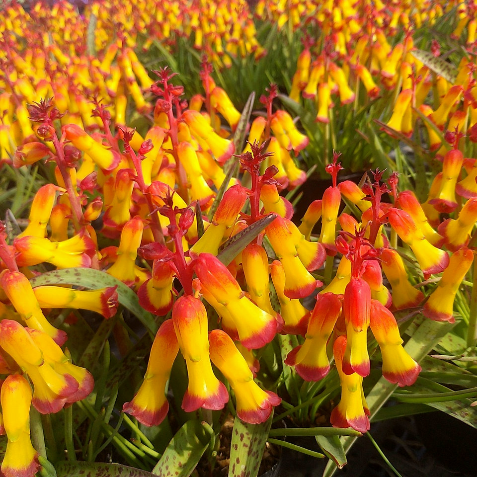 レア✨韓国苗　アドロミクスクス　フィリカウリスレッドスポット 抜き苗 楽天市場】