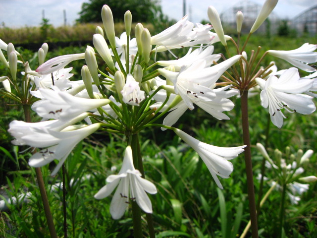 楽天市場 夏の花 ひなた向き宿根草 アガパンサス白花 １２ｃｍポット苗 元気な苗 やまびこ園芸
