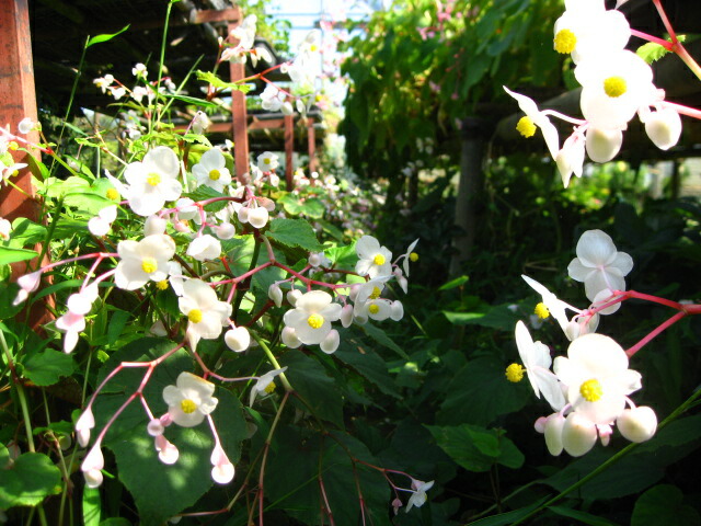 楽天市場 日陰におすすめの宿根草 白花シュウカイドウ ９センチポット苗 元気な苗 やまびこ園芸