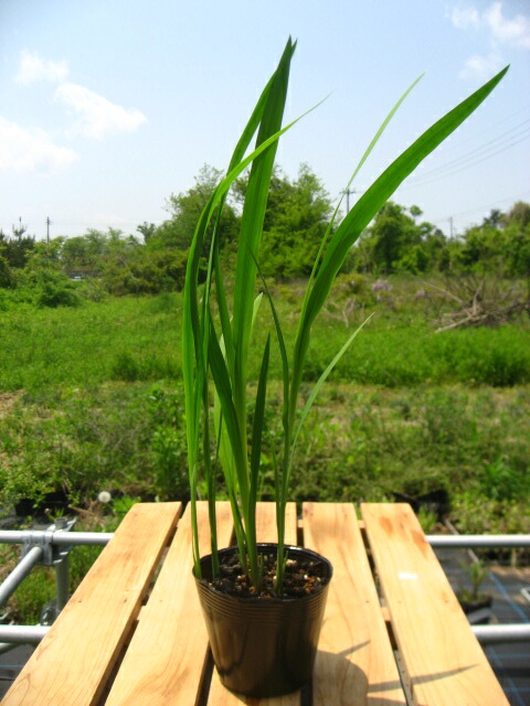 楽天市場 ひなたにオススメの宿根草 クロコスミア 10 5ｃｍポット苗 元気な苗 やまびこ園芸