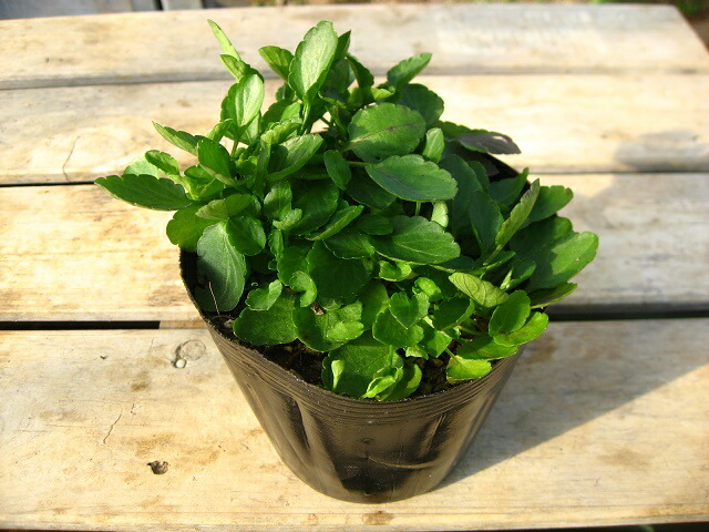 楽天市場 日陰にもオススメ 宿根ビオラ コルビネ １０ ５ｃｍポット苗 元気な苗 やまびこ園芸