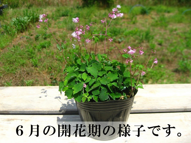 楽天市場 日陰にオススメの宿根草 ツクシカラマツ 9ｃｍポット苗 元気な苗 やまびこ園芸