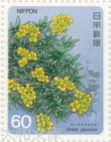 高山植物シリーズ 第4集 「ナンブイヌナズナ」 昭和60年(1985年発行)