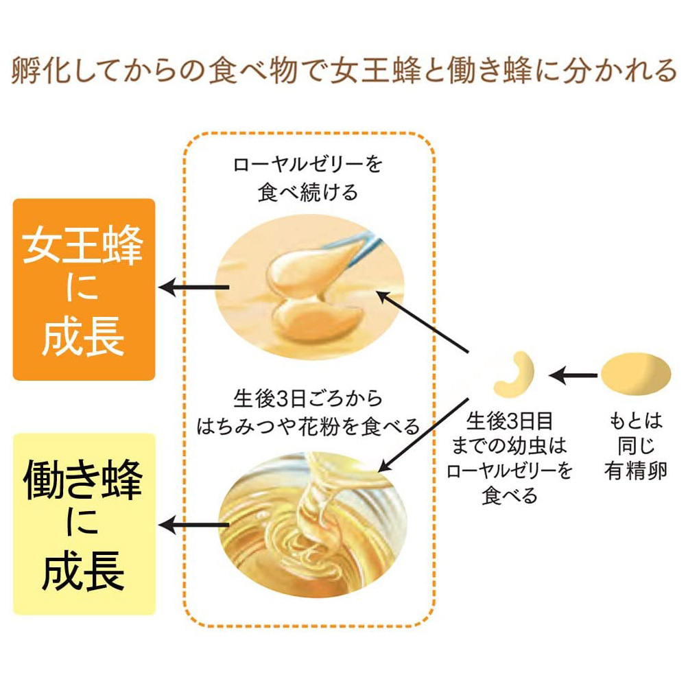 山田養蜂場 送料無料 酵素分解ローヤルゼリー Coq10 80代 1粒入 酵素 ギフト プレゼント サプリメント 健康食品 人気 50代 60代 70代 80代 健康 山田養蜂場 公式ショップローヤルゼリーに エネルギーの源 コエンザイムq10 Coq10 を配合 美容と健康を維持したい方