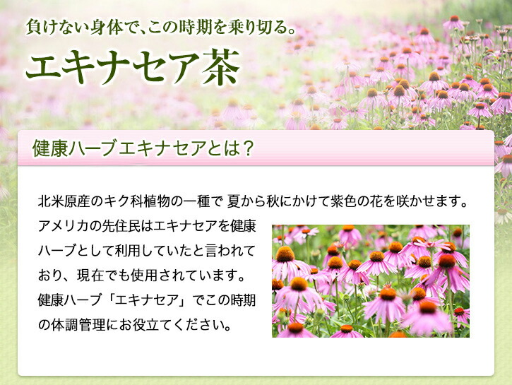 楽天市場 山田養蜂場 エキナセア茶 1 0g 30包 ギフト プレゼント お茶 食品 健康 人気 健康 対策 飲みやすい ノンカフェイン ハーブティー 敬老の日 山田養蜂場 公式ショップ
