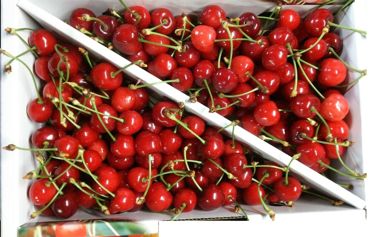 さくらんぼ 佐藤錦 山形県産 自宅用 1kg（1キロ） Ｍサイズ バラ詰め 予約商品 サクランボ さとうにしき 山形 高級フルーツ 果物 くだもの 高級 お取り寄せ 家庭用