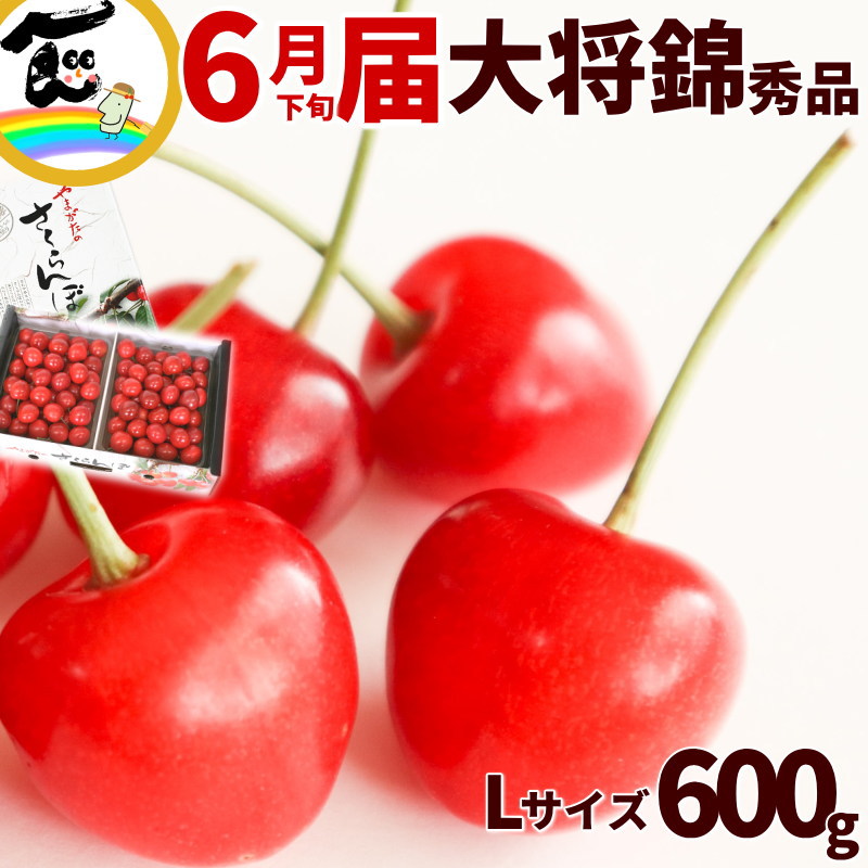 さくらんぼ 送料無料 山形産さくらんぼ 大将錦(たいしょうにしき) 600g(300g×2P) L・2Lサイズ 秀品 バラ詰