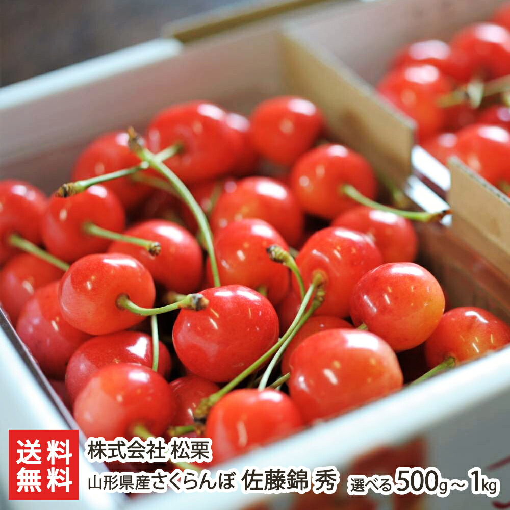 山形県産さくらんぼ 佐藤錦 秀 選べる 500g ～ 1kg 株式会社 松栗 山形直送計画 果物 フルーツ サクランボ チェリー さとうにしき 大粒 山形県 生産者直送 お取り寄せ ギフト プレゼント 贈り物 送料無料 お歳暮