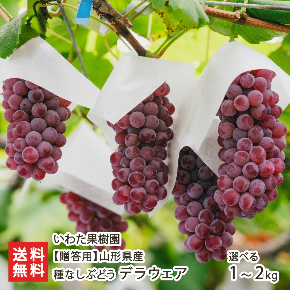 【楽天市場】【贈答用】山形県産 種なしぶどう デラウェア 約1kg（5～8房）～ 約2kg（10～16房） いわた果樹園 山形産 山形直送計画 ...
