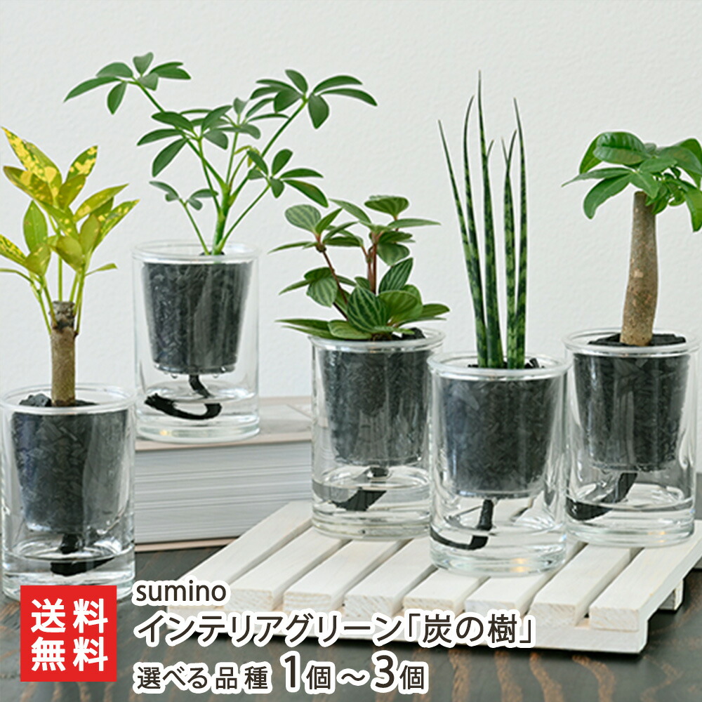 【2026】円錐小体直送計画することのお中元・夏差し上げ物
