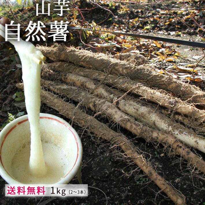 山形県 大石田 自然薯（じねんじょ）1kg<BR> 熨斗対応 とろろ【生産者直送のためほかの商品と同梱不可】