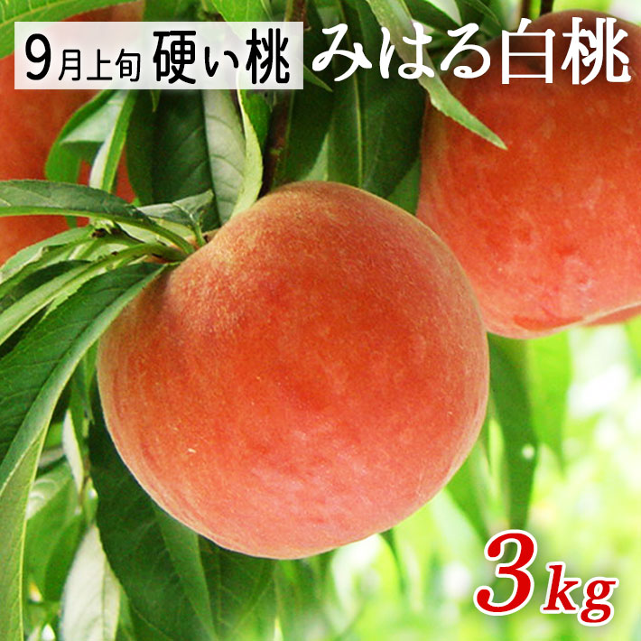 9月お届け 桃 硬い桃 みはる白桃 約3kg（玉数おまかせ）(美晴白桃) 送料無料 山形県産 生産者直送他の商品と同梱不可
