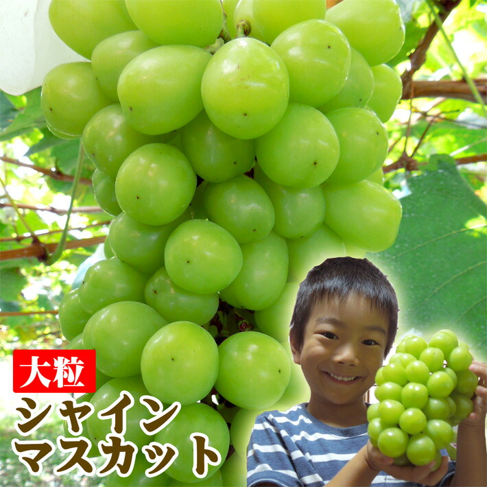贈り物 フルーツ 桃 小玉桃 紅国見2.5kg 玉数おまかせ 8月上旬お届けご予約 山形県朝日町産桃 生産者直送のためほかの商品と同梱不可  rmladv.com.br