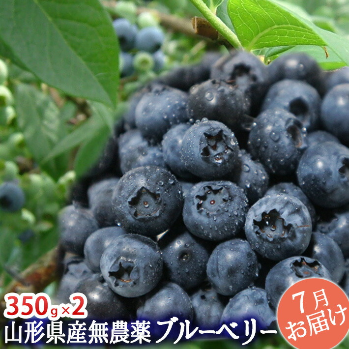 完熟 大粒 ブルーベリー 生700g(350g×2）山形県産 無農薬