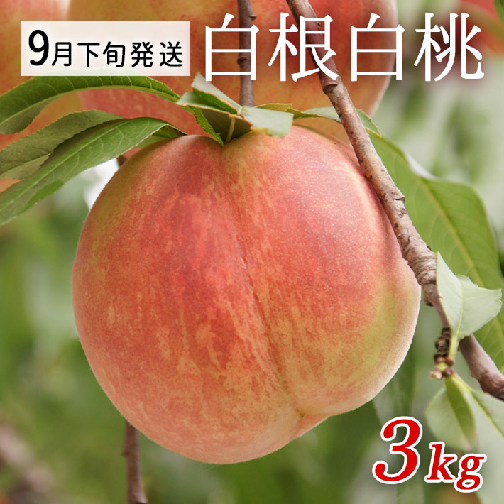 9月下旬お届け 桃  白根白桃 約3kg（玉数おまかせ） 山形県朝日町産 送料無料