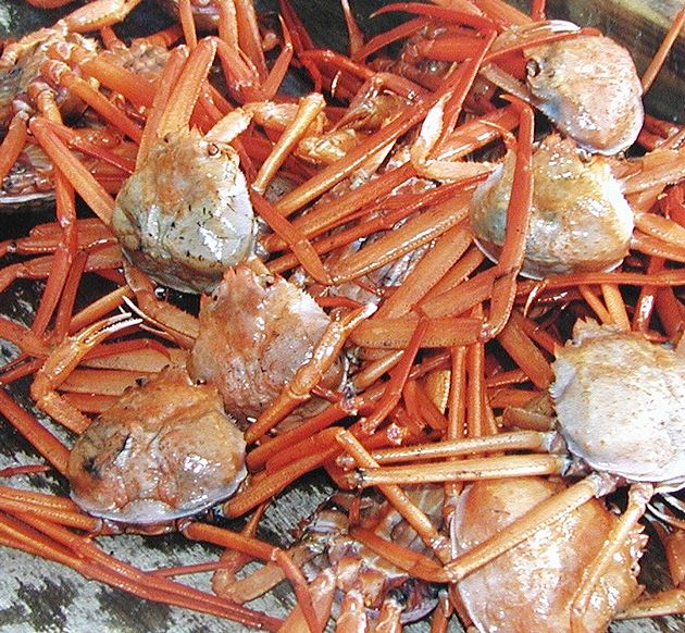 史上最も激安 楽天市場 かに缶 北海道産 紅ずわいかに赤身肉詰115ｇ ２４缶 ストー缶詰 北海道函館市 かに缶詰 カニ缶 蟹缶詰 取り寄せ やまぐち開盛堂 100 の保証 Blog Belasartes Br