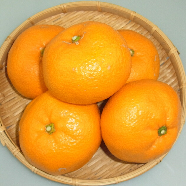 楽天市場】山口県産【送料無料】 『大島みかん「せとか・はるみ」 L