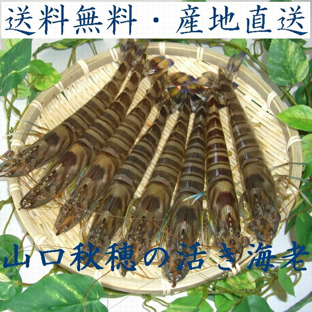 楽天市場】【お届け日は指定できません】山口県産摘み立て「淡竹