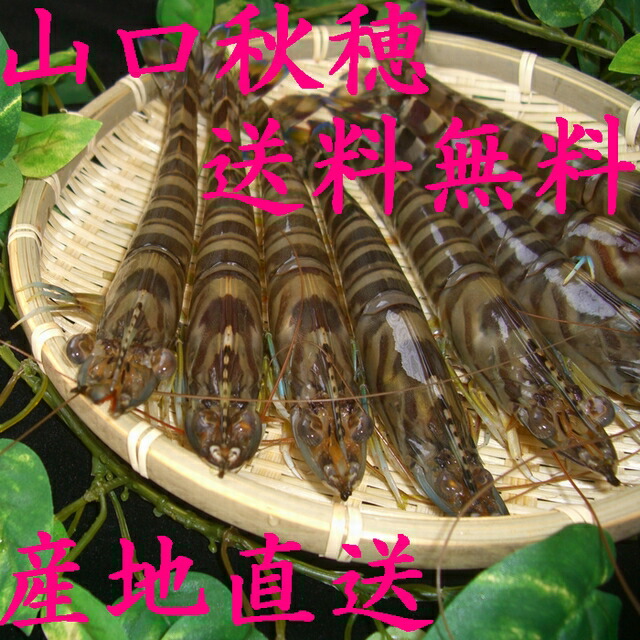 和歌山県産　はちく　ハチク　破竹　淡竹 ハチク（淡竹）を採ろう！ | おいしい山菜＆きのこ図鑑