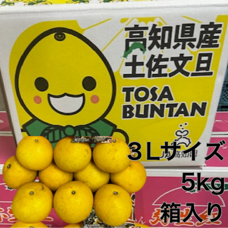 【高知県産★文旦3Lサイズ5<br>kg】 文旦 ぶんたん 土佐 文旦 お取り寄せ ぶんたん高知 文旦 家庭用 贈答用 砂糖 漬け 美味しい 柑橘 家庭用 ギフト かんきつ 柑橘系 果物 旬 フルーツ くだもの フルーツ ギフト 果物 内祝い 贈り物 春 果物 好き プレゼント 箱