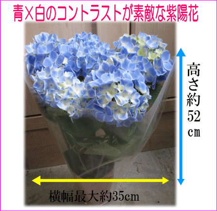 楽天市場 紫陽花 青 フラウニュータイコ ハイドランジア5号鉢 送料無料 あす楽対応 関東 あす楽対応 甲信越 あす楽対応 北陸 あす楽対応 東海 あす楽対応 近畿 山 の廻船問屋 楽天市場 紫陽花 青 フラウニュータイコ ハイドランジア5号鉢 送料無料 あす楽対応 関東 あす楽対応 甲信越 あす楽対応 北陸 あす楽対応 東海 あす楽対応 近畿 山 の廻船問屋
