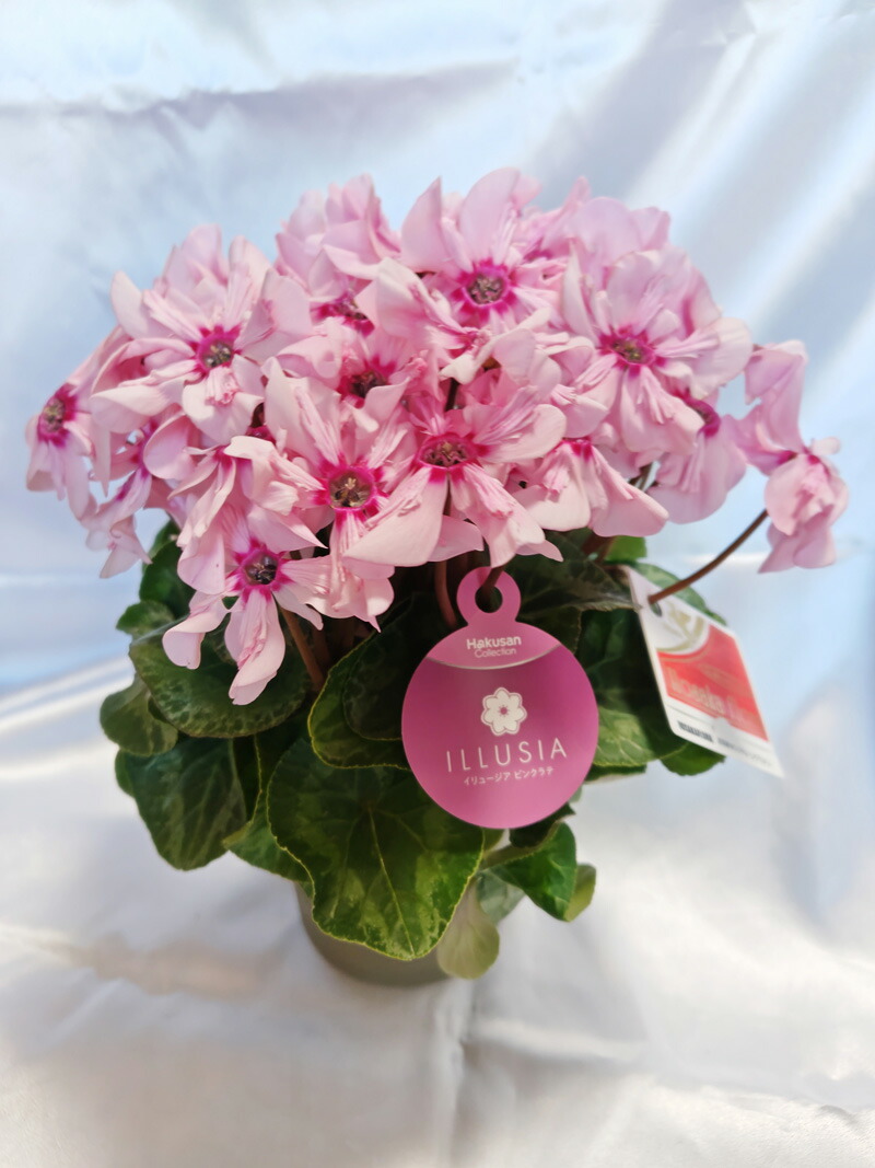 楽天市場】シクラメン☆フェアリーピコ・ダブル（5寸）ローズピンク