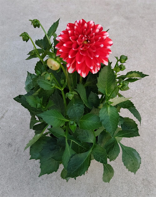 楽天市場 ダリア オレンジ ５号鉢 送料無料 あす楽対応 関東 あす楽対応 甲信越 あす楽対応 北陸 あす楽対応 東海 あす楽対応 近畿 山の廻船問屋