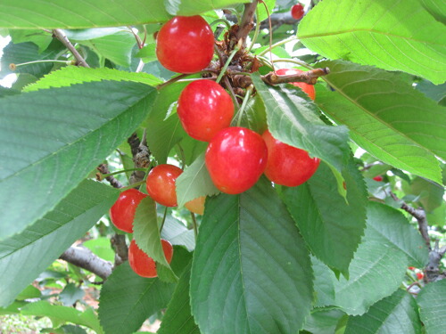 山梨県南アルプス市産【さくらんぼ】単品500ｇ（佐藤錦or紅秀峰）Ｌサイズ以上バラ詰め【送料無料】【生産元直送品N】