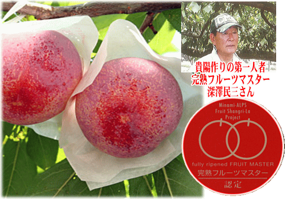 貴陽 きよう 1 5kg箱 大玉5 7玉入 Wbs2 Com Br