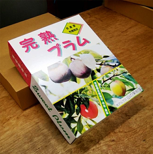 ソルダム Kg箱 実重量約1 6kg 月下旬 月初旬発送 南アルプス市産朝もぎたて直送 septicin Com